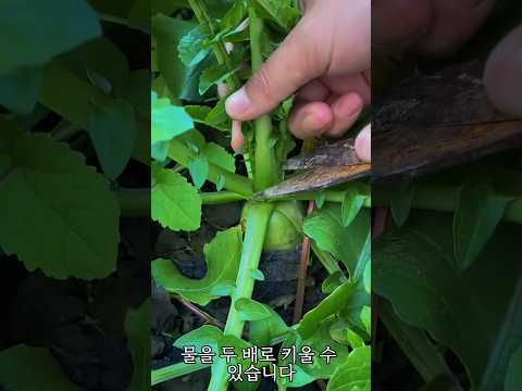 ํ๋ฒํ ๋ฌด๋ฅผ ํฌ๊ฒ ํค์ฐ๋ ๋น๋ฒ