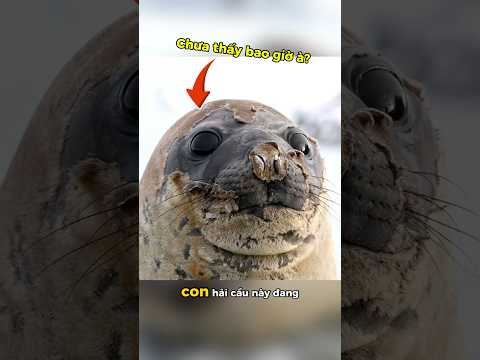 Quá Trình Kỳ Lạ Của Hải Cẩu! 🥶