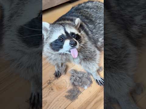 Я решила побрить енота Тёму 😨