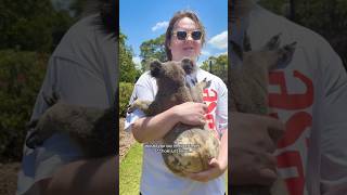good dug #lewiscapaldi #koala #kangaroo