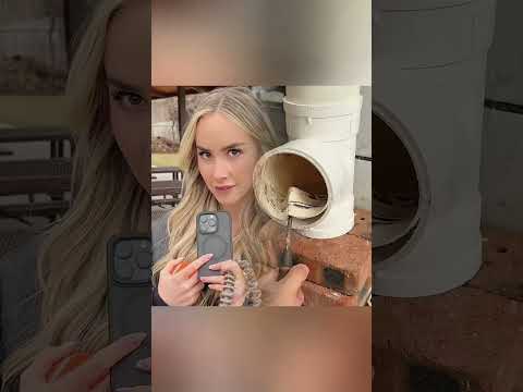 Dog moms trying to win him over #dogtok #dogsoftiktok #foryou #funny #fuunydog