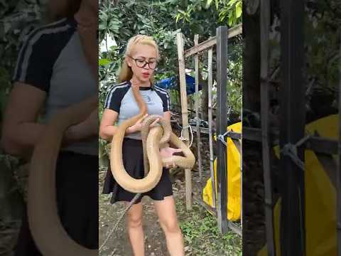 Aksi Cepat Vebby! King Cobra Merah Hampir Celaka Gara-Gara Ucul & Cemong! #shortvideo #shotrs #snake