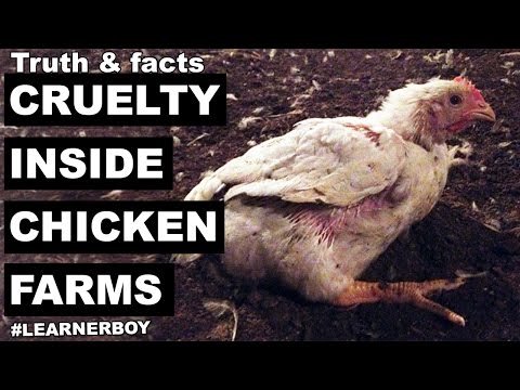 Don't be a Chicken. Seriously | Cruelty inside chicken industry/poultry farm | you must know
