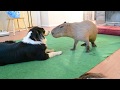 キャラメルシロップに関するクイズ