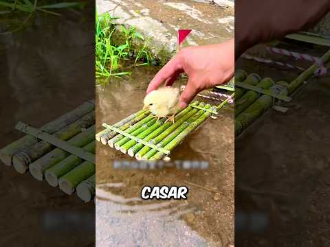 O Pintinho Iria CASAR! #curiosidades #incrivel #animal