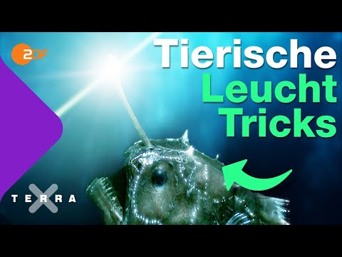 Biolumineszenz - wie die Natur Licht erzeugt | Terra X plus