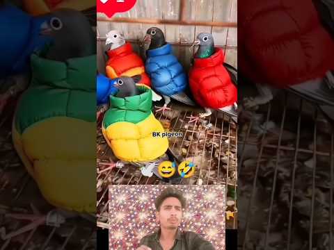 kabootar ki video🕊️#pigeon #birds #animals #pets #attitude#pigens #bird #kabootar
