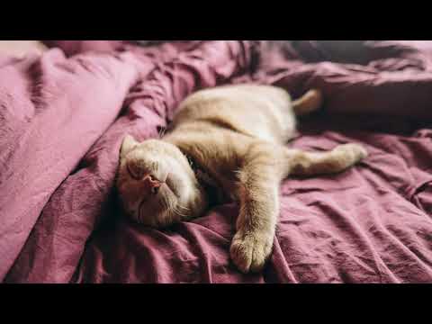 GATO RONRONEO Sonido Relajante Para Dormir y Para Relajarse | Meditacion ASMR