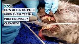 How Often Do Pets Need Their Teeth Professionally Cleaned? | Pet Dental Care Series