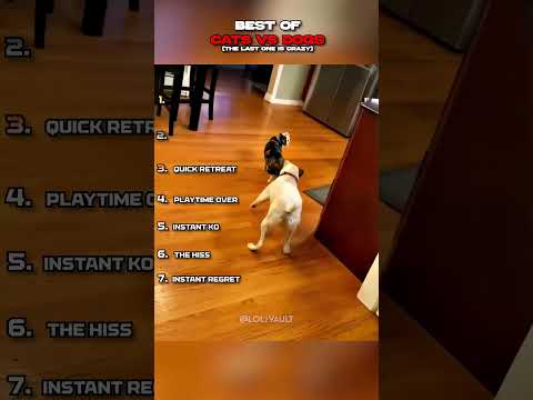 Best of Cats vs Dogs #funny #petvideos