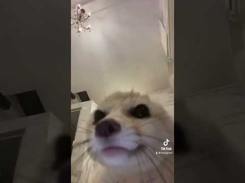 Fennec fox