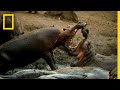 Hippo Survival Challenges