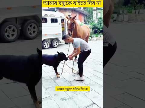 I won't let my friend go, he will stay with me #shorts #dog #youtubevideo