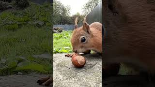 Little Red Squirrel Steals Nuts