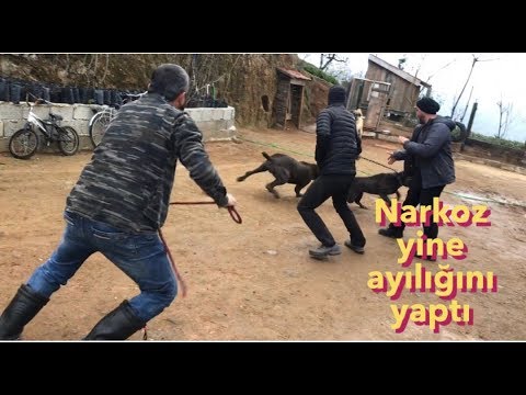 CANECORSO NARKOZ ‘A DİŞİ GELİNCE ÇARŞI PAZAR KARIŞTI GENE