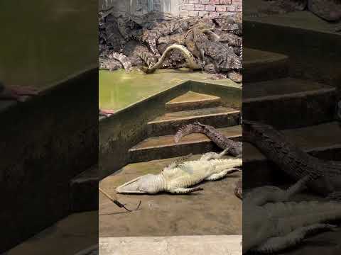The magic hook helps them catch crocodiles quickly.#shorts #shortvideo #short #song #subscribe