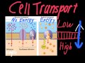 Cell Transport Mechanisms: Active vs Passive