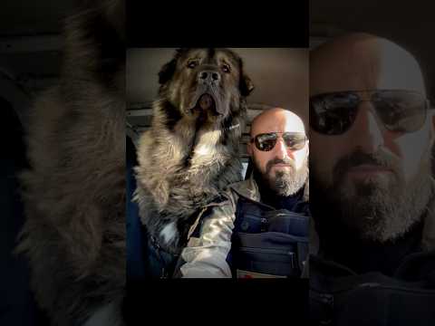 Caucasian Shepherd Growl🔥