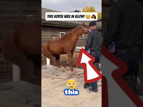 This horse was in agony… until someone helped 💙