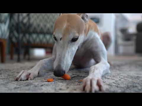 Bunny Eating Things Politely