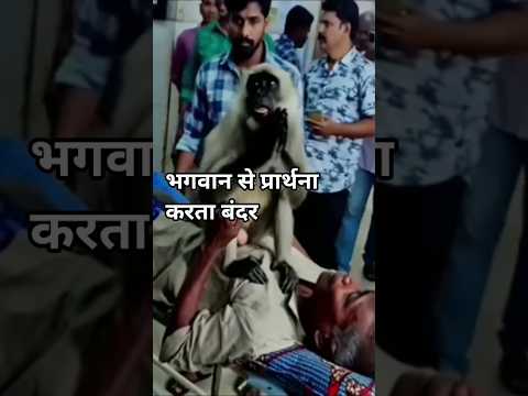 भगवान से प्रार्थना करता बंदर ll #monkey #animals #shorts