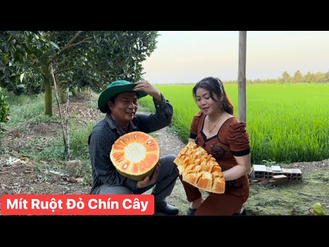 Đầu năm mới cả nhà có lộc ăn bất ngờ phát hiện trái Mít Ruột Đỏ chín cây thơm phức