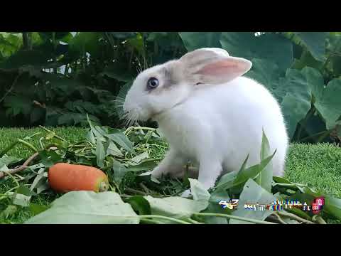 10 stunning RABBIT OMG Animals SOO Cute AWW Cute baby animals CUTEST moment of the Animal Planet