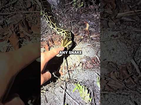 Never Challenge This Snake