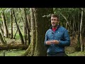 Bats: Habitat Management and Characteristics