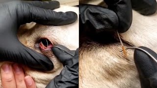 Big Bot Fly Maggot Eliminated From Dog #810