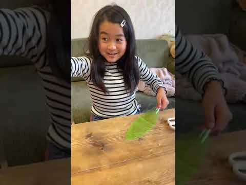流行りの折りたたむ飴!?スラップスキャンディ食べてみた🍬