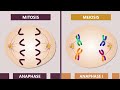 Comparing Mitosis and Meiosis