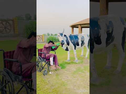 😂Wheelchair Wale Nei Kamal Kar Diya,🐄,ep,14. #tranding #veral #cow