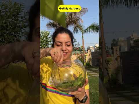 Butterflies in my garden | Kitni sundar hai yeh| Swallowtail Butterfly #shorts