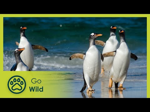 YouTube video thumbnail: Falkland Islands: Penguin Paradise