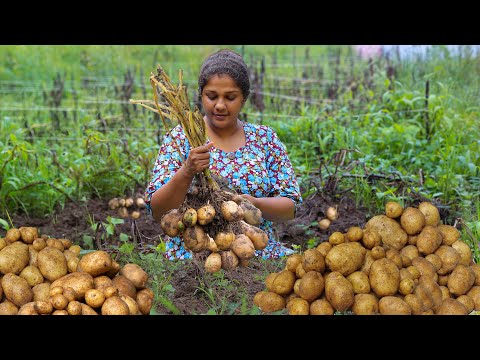 Potato Harvest 🥔🥔Digging Lot Of Fresh Potatoes and made best Dishes🍠🍠