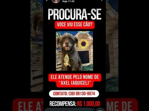 ✅1000 Reais para quem achar esse cachorro 🐕
