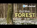 Forest Ecosystems and Animal Adaptations
