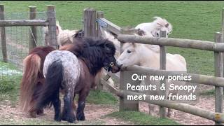 Our new Shetland ponies Peanuts and Snoopy meet new friends: TV Episode 593