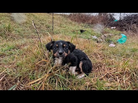 Shivering Soaking Tiny Puppy  Rescued Out of the Rain just in Time