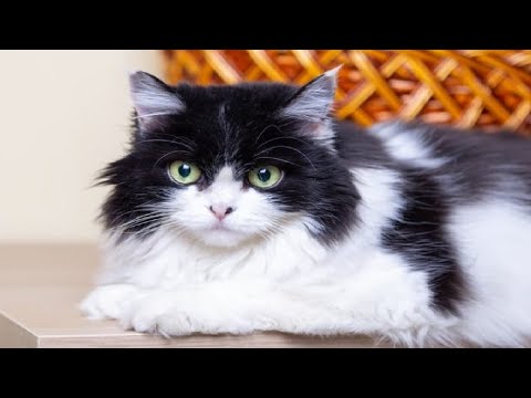 Funny cat 2025  meow!