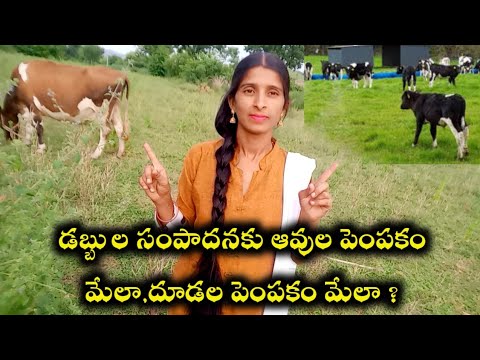 డబ్బుల సంపాదనకు ఆవులు మేలా,దూడలు మేలా?Is Calf Rearing The best Business in Cow And Buffalo Farming