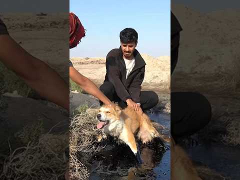 انقاذ الكلب
