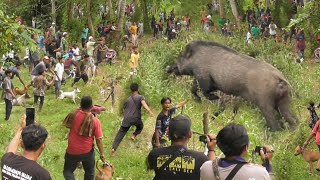 AMAZING !!! PENGHUNI PERKEBUNAN BERHAMBURAN KELUAR DAN BANYAK MAKAN KORBAN DI ALEK KOTA PARIAMAN