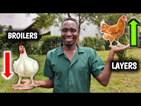 WHY I Chose LAYERS Over Broilers