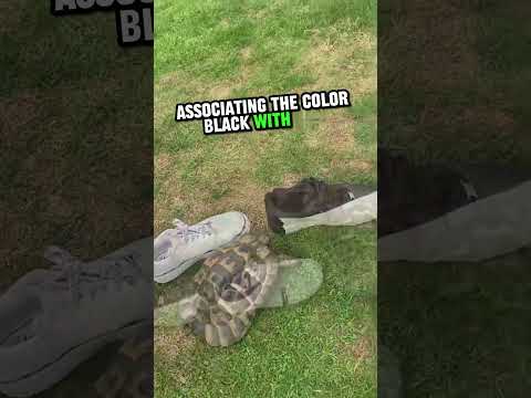 The Unforgettable Impact of a Black Car on a Turtle's Life ?❤️