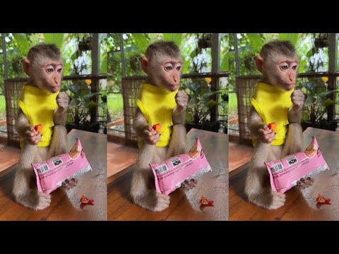 Baby monkeys eat all the cakes that mothers buy from the market