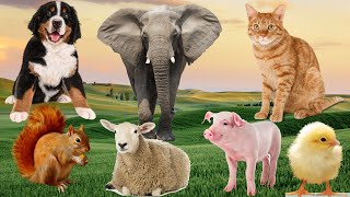 Farm animals - chickens, ducks, dogs, horses, goats, sheep, monkeys - part 1