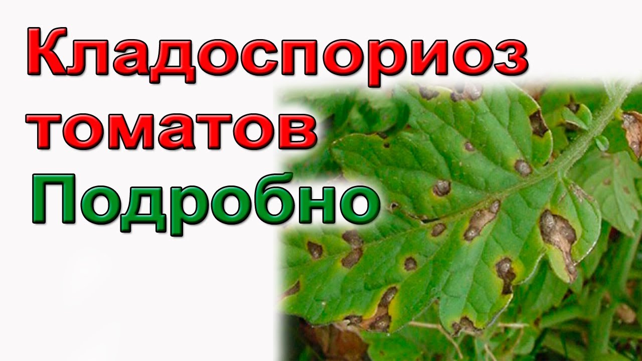 Лечение кладоспориоза томатов. По-взрослому