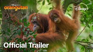 Disneynature's Orangutan | Stream On Disney+ April 22